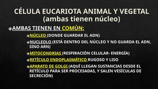 CÉLULA EUCARIOTA ANIMAL Y VEGETAL
(ambas tienen núcleo)
◈AMBAS TIENEN EN COMÚN:
◈NÚCLEO (DONDE GUARDAR EL ADN)
◈NUCLEOLO (ESTÁ DENTRO DEL NÚCLEO Y NO GUARDA EL ADN,
SINO ARN)
◈MITOCONDRIAS (RESPIRACIÓN CELULAR- ENERGÍA)
◈RETÍCULO ENDOPLASMÁTICO RUGOSO Y LISO
◈APARATO DE GOLGI (AQUÍ LLEGAN SUSTANCIAS DESDE EL
RETÍCULO PARA SER PROCESADAS, Y SALEN VESÍCULAS DE
SECRECIÓN)
 