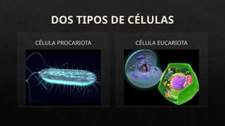 DOS TIPOS DE CÉLULAS
CÉLULA PROCARIOTA CÉLULA EUCARIOTA
 