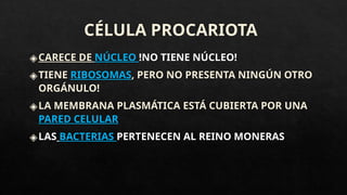 CÉLULA PROCARIOTA
◈CARECE DE NÚCLEO !NO TIENE NÚCLEO!
◈TIENE RIBOSOMAS, PERO NO PRESENTA NINGÚN OTRO
ORGÁNULO!
◈LA MEMBRANA PLASMÁTICA ESTÁ CUBIERTA POR UNA
PARED CELULAR
◈LAS BACTERIAS PERTENECEN AL REINO MONERAS
 