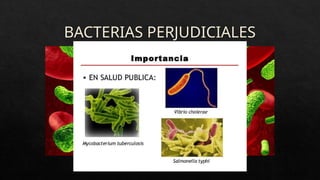 BACTERIAS PERJUDICIALES
 