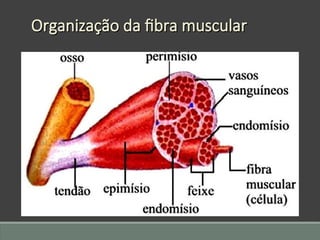 Organização da fibra muscular
Organização da fibra muscular
 