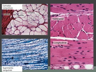 Suprimento
sanguíneo
Camadas
conjuntivas
 
