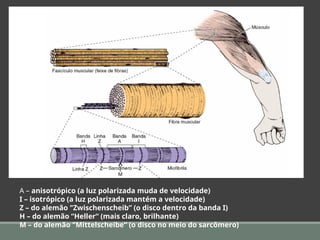 A – anisotrópico (a luz polarizada muda de velocidade)
I – isotrópico (a luz polarizada mantém a velocidade)
Z – do alemão "Zwischenscheib” (o disco dentro da banda I)
H – do alemão “Heller“ (mais claro, brilhante)
M – do alemão "Mittelscheibe“ (o disco no meio do sarcômero)
M
 