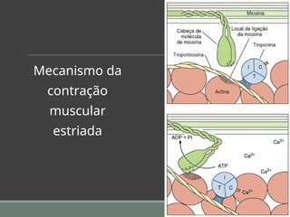 Mecanismo da
contração
muscular
estriada
 
