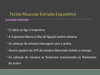 Tecido Muscular Estriado Esquelético
Contração Muscular
◦ O cálcio se liga à troponina
◦ A troponina libera o sítio de ligação actina-miosina
◦ As cabeças de miosina interagem com a actina
◦ Ocorre quebra do ATP da miosina liberando fosfato e energia
◦ As cabeças de miosina se flexionam tracionando os filamentos
de actina
 