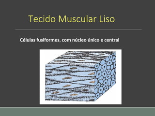 Tecido Muscular Liso
Células fusiformes, com núcleo único e central
 