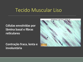 Tecido Muscular Liso
Células envolvidas por
lâmina basal e fibras
reticulares
Contração fraca, lenta e
involuntária
 