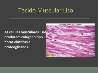 Tecido Muscular Liso
As células musculares lisas
produzem colágeno tipo III,
fibras elásticas e
proteoglicanos.
 