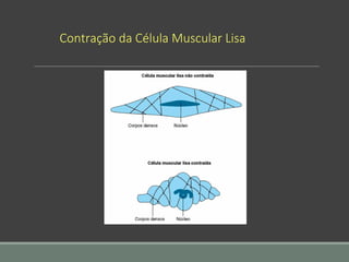 Contração da Célula Muscular Lisa
 