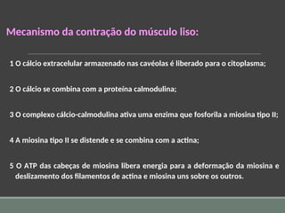 Mecanismo da contração do músculo liso:
1 O cálcio extracelular armazenado nas cavéolas é liberado para o citoplasma;
2 O cálcio se combina com a proteína calmodulina;
3 O complexo cálcio-calmodulina ativa uma enzima que fosforila a miosina tipo II;
4 A miosina tipo II se distende e se combina com a actina;
5 O ATP das cabeças de miosina libera energia para a deformação da miosina e
deslizamento dos filamentos de actina e miosina uns sobre os outros.
 