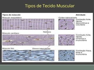 Tipos de Tecido Muscular
 