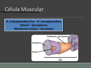 Célula Muscular
 