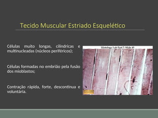 Tecido Muscular Estriado Esquelético
Células muito longas, cilíndricas e
multinucleadas (núcleos periféricos);
Células formadas no embrião pela fusão
dos mioblastos;
Contração rápida, forte, descontínua e
voluntária.
 