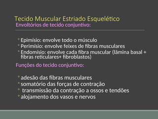 Tecido Muscular Estriado Esquelético
Envoltórios de tecido conjuntivo:
◦ Epimísio: envolve todo o músculo
◦ Perimísio: envolve feixes de fibras musculares
◦ Endomísio: envolve cada fibra muscular (lâmina basal +
fibras reticulares+ fibroblastos)
Funções do tecido conjuntivo:
◦ adesão das fibras musculares
◦ somatório das forças de contração
◦ transmissão da contração a ossos e tendões
◦ alojamento dos vasos e nervos
 