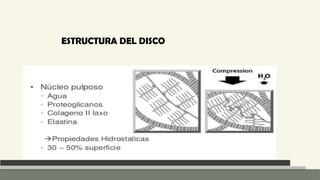 Anatomia Columna normal e inestable Neuroanatomia | PPTX
