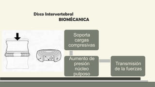 Anatomia Columna normal e inestable Neuroanatomia | PPTX