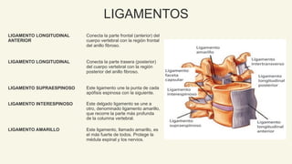 Anatomia Columna normal e inestable Neuroanatomia | PPTX