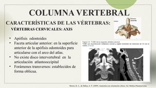 Anatomia Columna normal e inestable Neuroanatomia | PPTX