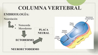 Anatomia Columna normal e inestable Neuroanatomia | PPTX
