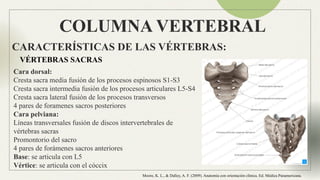 Anatomia Columna normal e inestable Neuroanatomia | PPTX