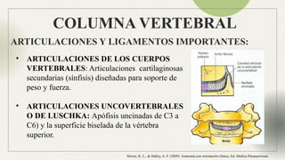 Anatomia Columna normal e inestable Neuroanatomia | PPTX