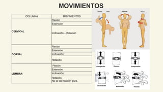 Anatomia Columna normal e inestable Neuroanatomia | PPTX
