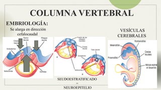 Anatomia Columna normal e inestable Neuroanatomia | PPTX