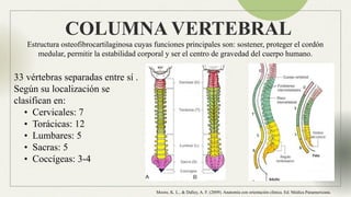Anatomia Columna normal e inestable Neuroanatomia | PPTX