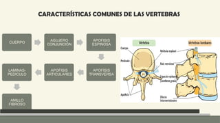 Anatomia Columna normal e inestable Neuroanatomia | PPTX