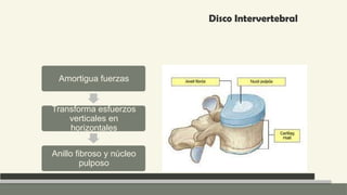 Anatomia Columna normal e inestable Neuroanatomia | PPTX
