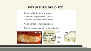 Anatomia Columna normal e inestable Neuroanatomia | PPTX