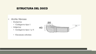 Anatomia Columna normal e inestable Neuroanatomia | PPTX