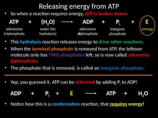 2.1_energy_and_atp.pptxmmmmmmmmmmmmmmmmm | PPTX