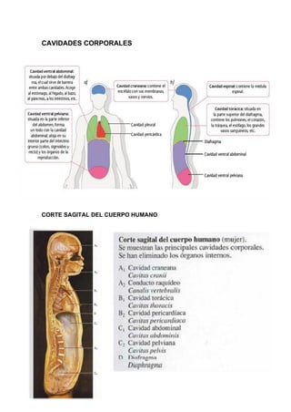 CAVIDADES CORPORALES
CORTE SAGITAL DEL CUERPO HUMANO
 