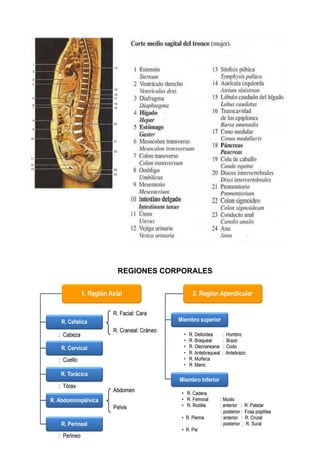 REGIONES CORPORALES
 