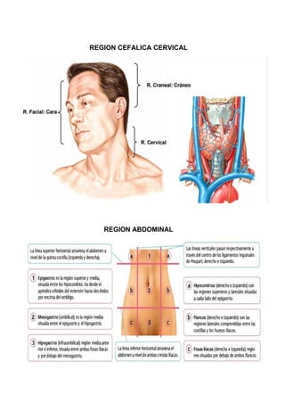 REGION CEFALICA CERVICAL
REGION ABDOMINAL
 