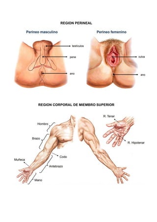 REGION PERINEAL
REGION CORPORAL DE MIEMBRO SUPERIOR
 