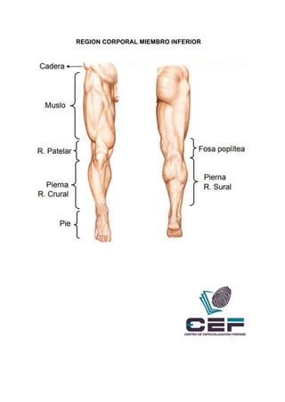 REGION CORPORAL MIEMBRO INFERIOR
 