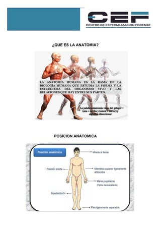 ¿QUE ES LA ANATOMIA?
POSICION ANATOMICA
 