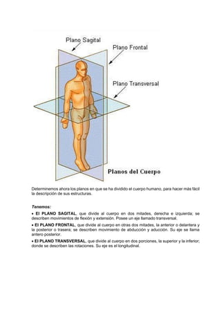 Determinemos ahora los planos en que se ha dividido el cuerpo humano, para hacer más fácil
la descripción de sus estructuras.
Tenemos:
• El PLANO SAGITAL, que divide al cuerpo en dos mitades, derecha e izquierda; se
describen movimientos de flexión y extensión. Posee un eje llamado transversal.
• El PLANO FRONTAL, que divide al cuerpo en otras dos mitades, la anterior o delantera y
la posterior o trasera; se describen movimiento de abducción y aducción. Su eje se llama
antero posterior.
• El PLANO TRANSVERSAL, que divide al cuerpo en dos porciones, la superior y la inferior;
donde se describen las rotaciones. Su eje es el longitudinal.
 