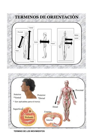 TERMINO DE LOS MOVIMIENTOS
 