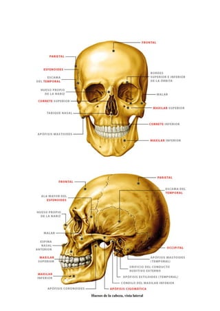 1.4 Sistema Esquelético Huesos      .pdf