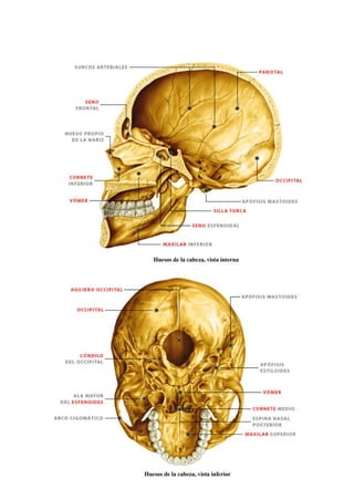 1.4 Sistema Esquelético Huesos      .pdf