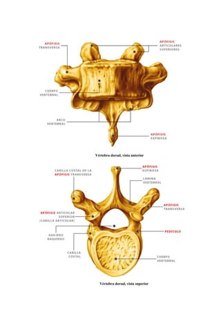 1.4 Sistema Esquelético Huesos      .pdf