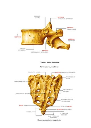 1.4 Sistema Esquelético Huesos      .pdf