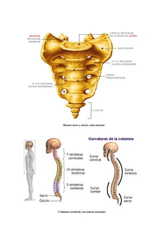 1.4 Sistema Esquelético Huesos      .pdf