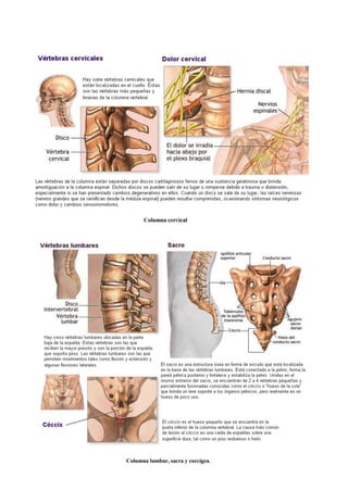 1.4 Sistema Esquelético Huesos      .pdf