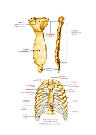 1.4 Sistema Esquelético Huesos      .pdf