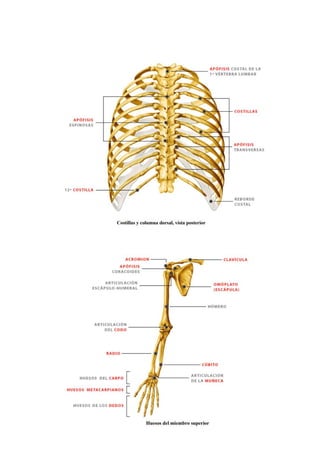 1.4 Sistema Esquelético Huesos      .pdf