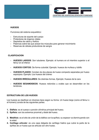 HUESOS
Funciones del sistema esquelético:
- Estructuras de soporte del cuerpo
- Protectores de órganos vitales
- Depósitos de calcio y fosforo
- Palancas sobre las que actúan los músculos para generar movimiento
- Reservas de células productoras de sangre
CLASIFICACION
- HUESOS LARGOS: Son tubulares. Ejemplo: el humero en el miembro superior o el
fémur en el inferior
- HUESOS CORTOS: De forma cuboidal. Ejemplo: huesos de muñeca y tobillo
- HUESOS PLANOS: Constan de dos placas de hueso compacto separadas por hueso
esponjoso. Ejemplo: Los huesos del cráneo
- HUESOS IRREGULARES: De distintas formas. Ejemplo: Huesos de la cara
- HUESOS SESAMOIDEOS: Huesos redondos u ovales que se desarrollan en los
tendones.
ESTRUCTURA DE LOS HUESOS
Los huesos se clasifican en diversos tipos según su forma. Un hueso largo (como el fémur o
el húmero) consta de las siguientes partes:
1. Diáfisis: es el cuerpo o porción cilíndrica principal del hueso.
2. Epífisis: son los extremos proximal y distal del hueso.
3. Metáfisis: es el sitio de unión de la diáfisis con la epífisis; su espesor va disminuyendo con
la edad.
4. Cartílago articular: es una capa delgada de cartílago hialino que cubre la parte de la
epífisis de un hueso que se articula con otro hueso.
 